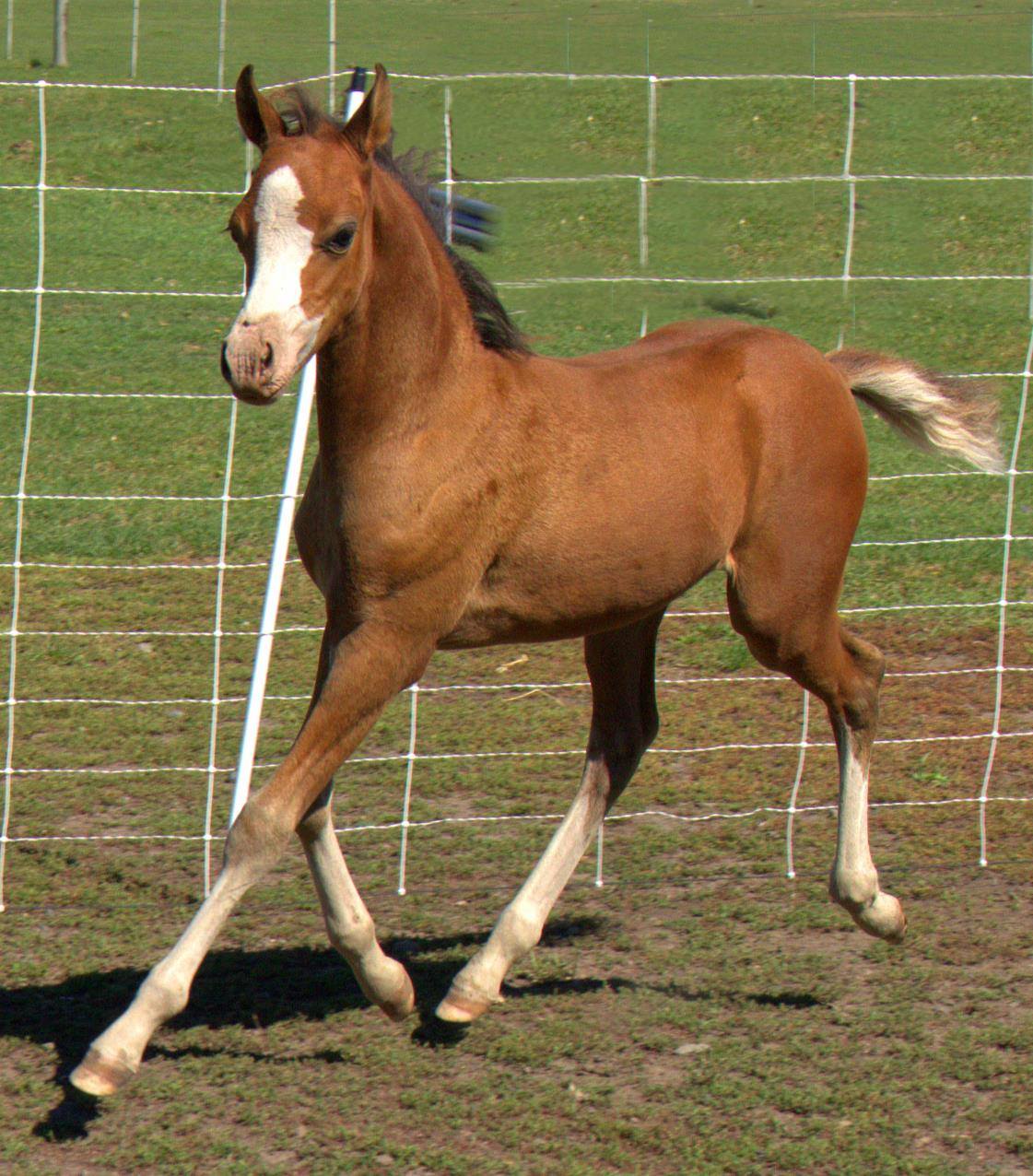 Welsh Pony Foal